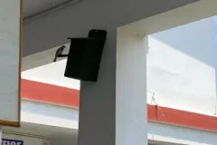 Homing-Sparrow-7